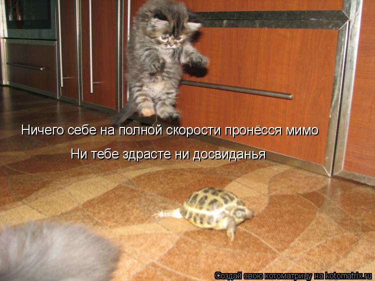 Ничего себе на полной скорости пронёсся мимо Ни тебе здрасте ни досвиданья... Котоматрица: Ничего себе на полной скорости пронёсся мимо Ни тебе здрасте ни досвиданья
