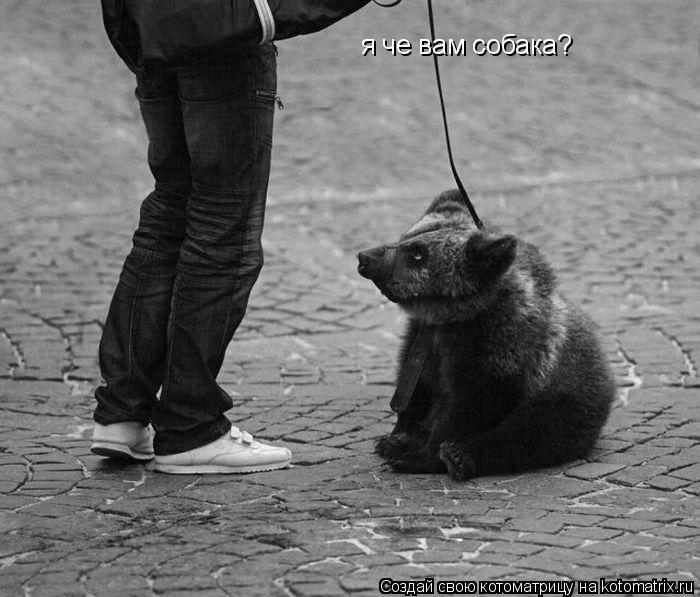я че вам собака?... Котоматрица: я че вам собака?