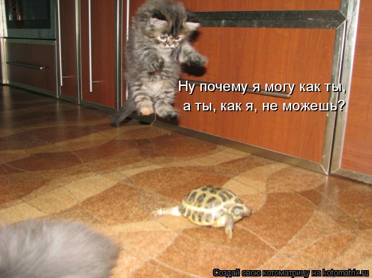 Ну почему я могу как ты, а ты, как я, не можешь?... Котоматрица: Ну почему я могу как ты, а ты, как я, не можешь?