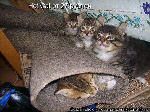 Hot Cat от 27 рублей... Котоматрица: Hot Cat от 27 рублей