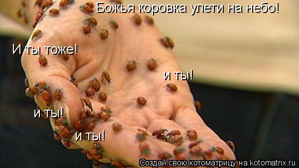Божья коровка улети на небо! И ты тоже! и ты! и ты! и ты!... Котоматрица: Божья коровка улети на небо! И ты тоже! и ты! и ты! и ты!