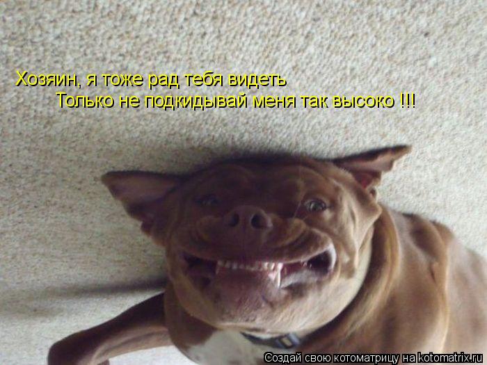 Хозяин, я тоже рад тебя видеть Только не подкидывай меня так высоко !!!... Котоматрица: Хозяин, я тоже рад тебя видеть Только не подкидывай меня так высоко !!!