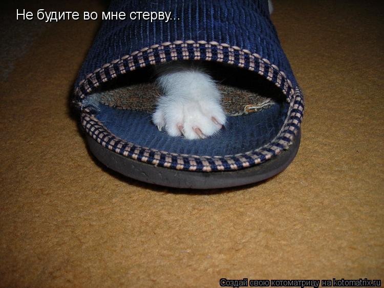 Не будите во мне стерву...... Котоматрица: Не будите во мне стерву...