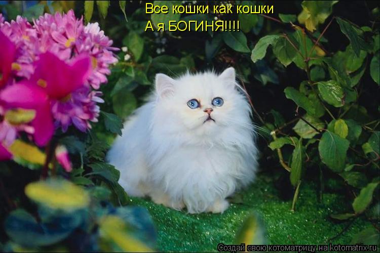 Все кошки как кошки А я БОГИНЯ!!!!... Котоматрица: Все кошки как кошки А я БОГИНЯ!!!!