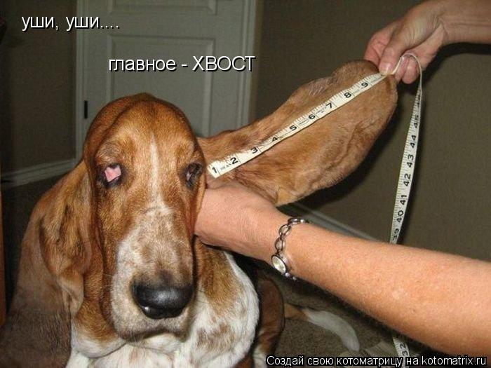 уши, уши.... главное - ХВОСТ... Котоматрица: уши, уши.... главное - ХВОСТ