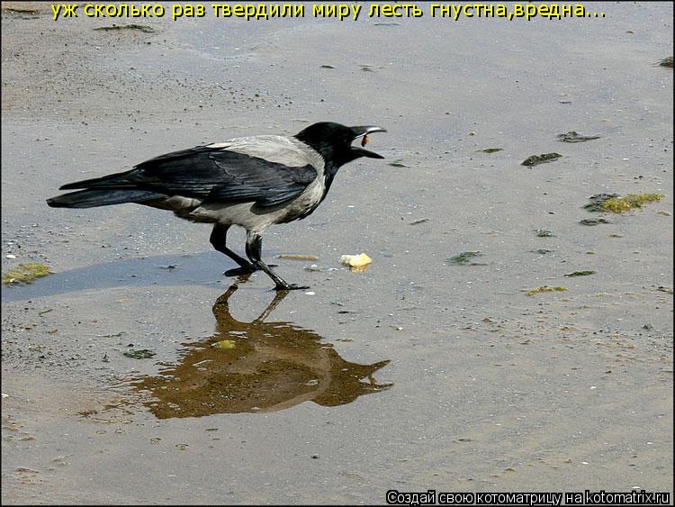 уж сколько раз твердили миру лесть гнустна,вредна...... Котоматрица: уж сколько раз твердили миру лесть гнустна,вредна...