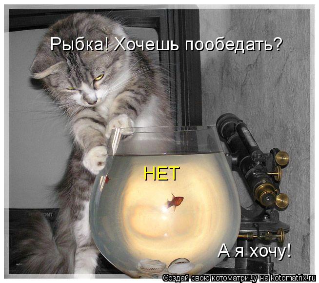 Рыбка! Хочешь пообедать? НЕТ А я хочу!... Котоматрица: Рыбка! Хочешь пообедать? НЕТ А я хочу!