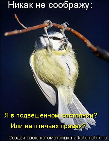 Никак не соображу: Или на птичьих правах? Я в подвешенном состоянии?... Котоматрица: Никак не соображу: Или на птичьих правах? Я в подвешенном состоянии?