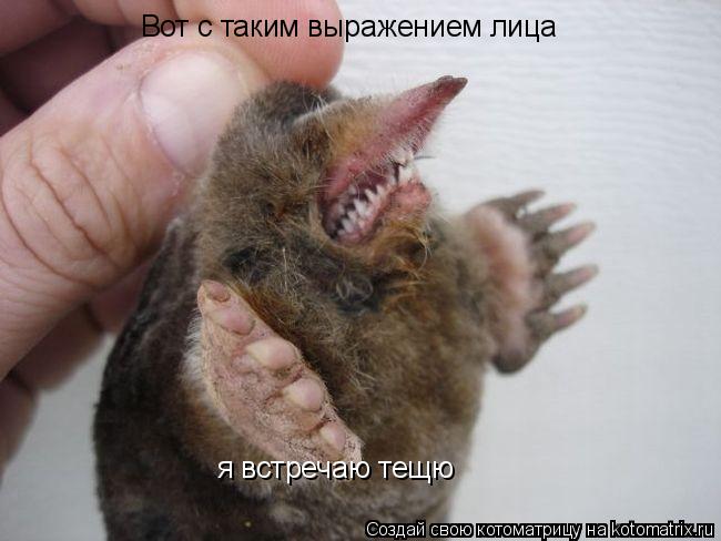 Вот с таким выражением лица я встречаю тещю... Котоматрица: Вот с таким выражением лица я встречаю тещю