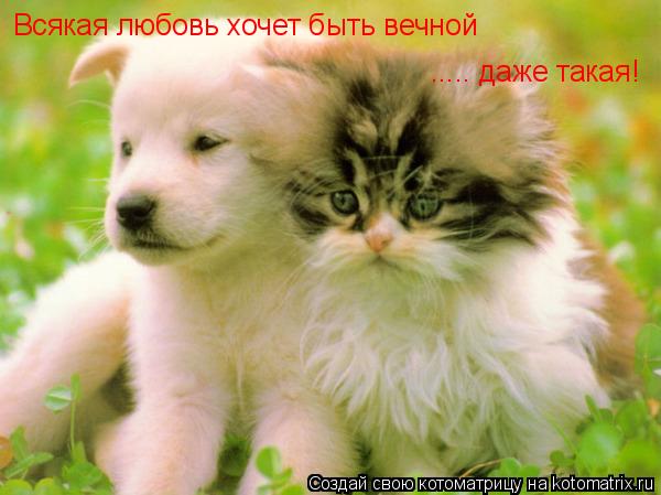 Всякая любовь хочет быть вечной ..... даже такая!... Котоматрица: Всякая любовь хочет быть вечной ..... даже такая!