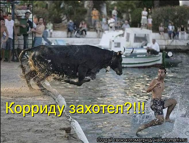 Корриду захотел?!!!... Котоматрица: Корриду захотел?!!!