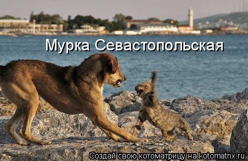 Мурка Севастопольская... Котоматрица: Мурка Севастопольская