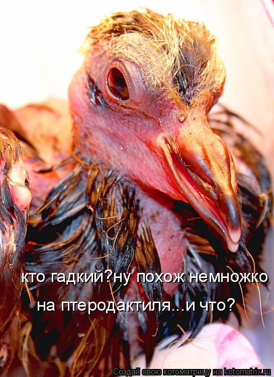 кто гадкий?ну похож немножко на птеродактиля...и что?... Котоматрица: кто гадкий?ну похож немножко на птеродактиля...и что?