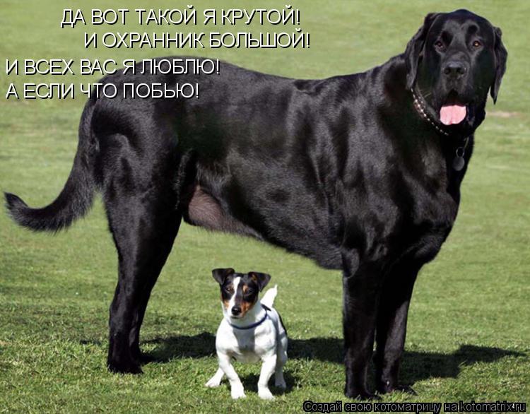 ДА ВОТ ТАКОЙ Я КРУТОЙ! И ОХРАННИК БОЛЬШОЙ! И ВСЕХ ВАС Я ЛЮБЛЮ! А ЕСЛИ ЧТО ПОБЬЮ!... Котоматрица: ДА ВОТ ТАКОЙ Я КРУТОЙ! И ОХРАННИК БОЛЬШОЙ! И ВСЕХ ВАС Я ЛЮБЛЮ! А ЕСЛИ ЧТО ПОБЬЮ!