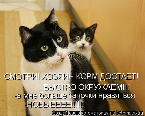 СМОТРИ! ХОЗЯИН КОРМ ДОСТАЕТ! БЫСТРО ОКРУЖАЕМ!!! -а мне больше тапочки нравяться -НОВЫЕЕЕЕ!!!!!... Котоматрица: СМОТРИ! ХОЗЯИН КОРМ ДОСТАЕТ! БЫСТРО ОКРУЖАЕМ!!! -а мне больше тапочки нравяться -НОВЫЕЕЕЕ!!!!!