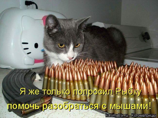Я же только попросил Рыбку помочь разобраться с мышами!... Котоматрица: Я же только попросил Рыбку помочь разобраться с мышами!