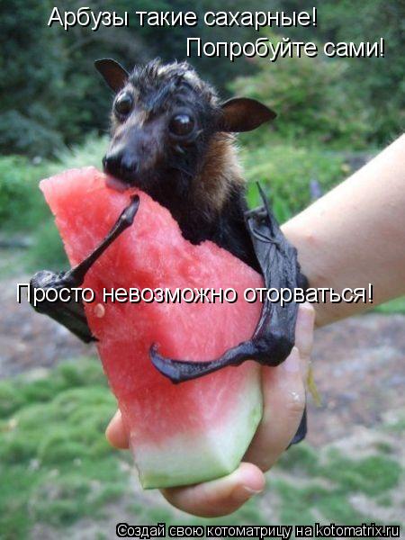 Арбузы такие сахарные! Попробуйте сами! Просто невозможно оторваться!... Котоматрица: Арбузы такие сахарные! Попробуйте сами! Просто невозможно оторваться!