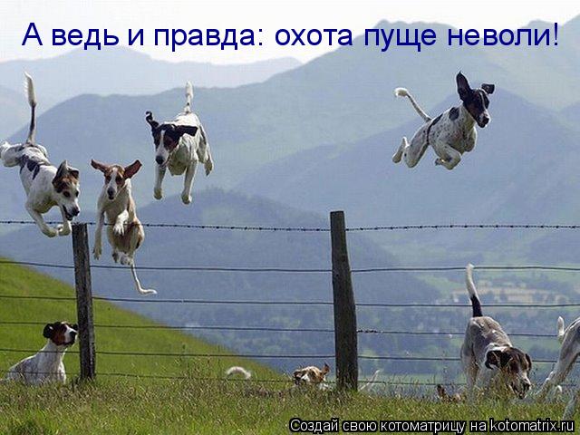 А ведь и правда: охота пуще неволи!... Котоматрица: А ведь и правда: охота пуще неволи!