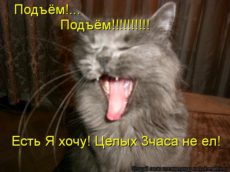 Подъём!... Подъём!!!!!!!!!! Есть Я хочу! Целых 3часа не ел!... Котоматрица: Подъём!... Подъём!!!!!!!!!! Есть Я хочу! Целых 3часа не ел!