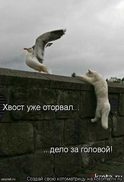 Хвост уже оторвал... ...дело за головой!... Котоматрица: Хвост уже оторвал... ...дело за головой!
