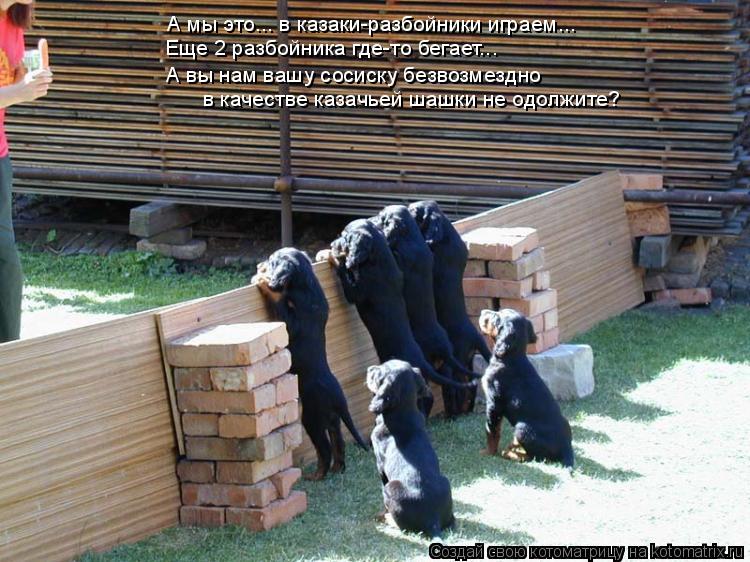 А мы это... в казаки-разбойники играем... Еще 2 разбойника где-то бегает... А вы нам вашу сосиску без... Котоматрица: А мы это... в казаки-разбойники играем... Еще 2 разбойника где-то бегает... А вы нам вашу сосиску безвозмездно в качестве казачьей шашки не одол