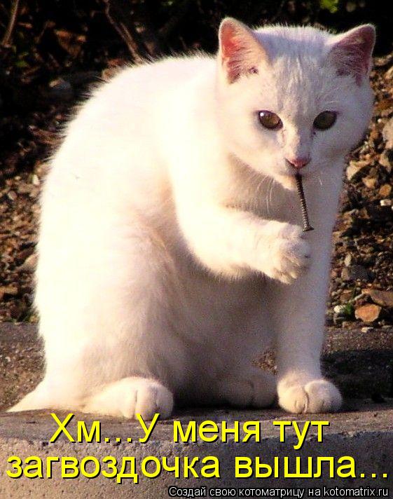Хм...У меня тут загвоздочка вышла...... Котоматрица: Хм...У меня тут загвоздочка вышла...