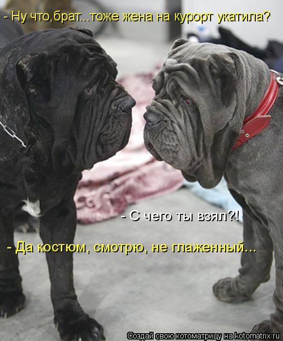 Котоматрица: - Ну что,брат...тоже жена на курорт укатила? - С чего ты взял?! - Да костюм, смотрю, не глаженный...
