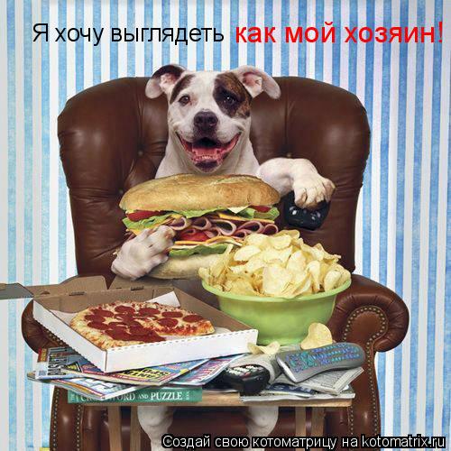 Я хочу выглядеть как мой хозяин!... Котоматрица: Я хочу выглядеть как мой хозяин!
