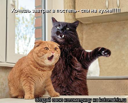 Хочешь завтрак в постель - спи на кухне. Хочешь завтрак в постель - спи на кухне!!!!!... Котоматрица: Хочешь завтрак в постель - спи на кухне. Хочешь завтрак в постель - спи на кухне!!!!!