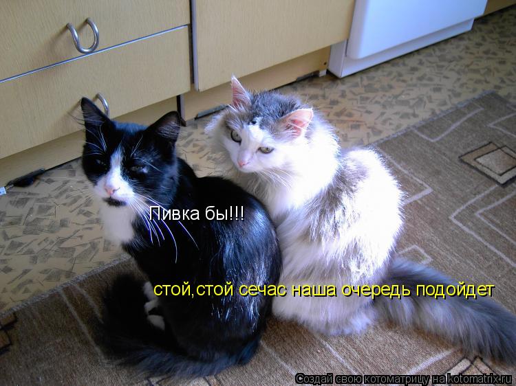 Пивка бы!!! стой,стой сечас наша очередь подойдет... Котоматрица: Пивка бы!!! стой,стой сечас наша очередь подойдет