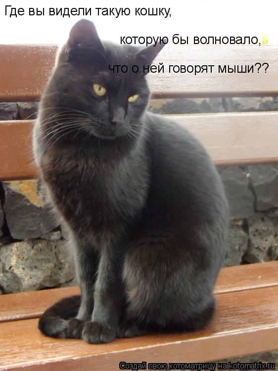 Где вы видели такую кошку, которую бы волновало, что о ней говорят мыши??... Котоматрица: Где вы видели такую кошку, которую бы волновало, что о ней говорят мыши??