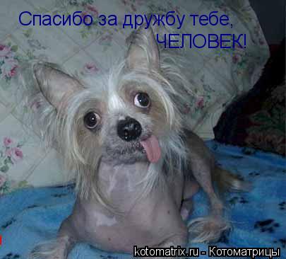 Спасибо за дружбу тебе, ЧЕЛОВЕК!... Котоматрица: Спасибо за дружбу тебе, ЧЕЛОВЕК!