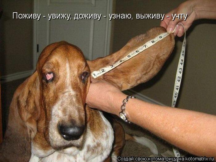Поживу - увижу, доживу - узнаю, выживу - учту... Котоматрица: Поживу - увижу, доживу - узнаю, выживу - учту