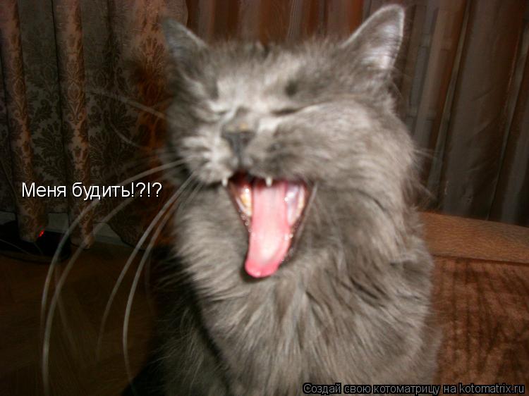 Меня будить!?!?... Котоматрица: Меня будить!?!?