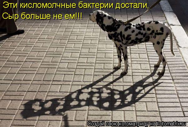 Эти кисломолчные бактерии достали, Сыр больше не ем!!!... Котоматрица: Эти кисломолчные бактерии достали, Сыр больше не ем!!!