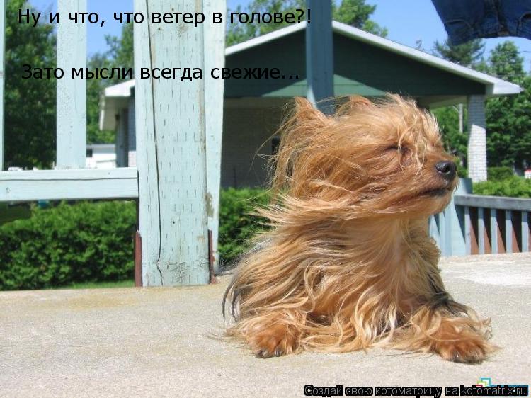 Ну и что, что ветер в голове?! Зато мысли всегда свежие...... Котоматрица: Ну и что, что ветер в голове?! Зато мысли всегда свежие...