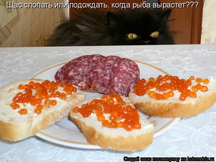 Щас слопать или подождать, когда рыба вырастет???... Котоматрица: Щас слопать или подождать, когда рыба вырастет???