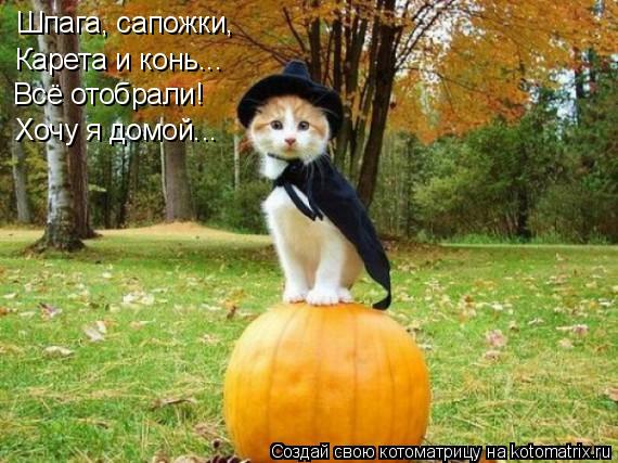 Шпага, сапожки, Карета и конь... Всё отобрали! Хочу я домой...... Котоматрица: Шпага, сапожки, Карета и конь... Всё отобрали! Хочу я домой...