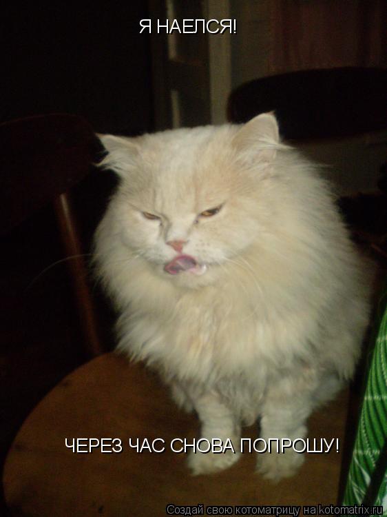 Я НАЕЛСЯ! ЧЕРЕЗ ЧАС СНОВА ПОПРОШУ!... Котоматрица: Я НАЕЛСЯ! ЧЕРЕЗ ЧАС СНОВА ПОПРОШУ!