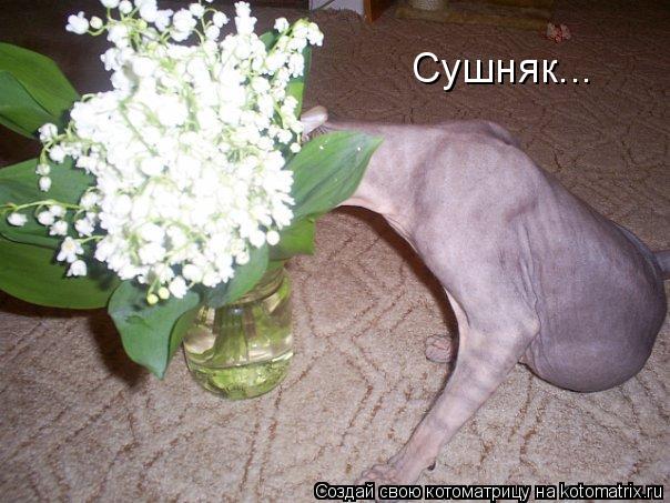 Сушняк...... Котоматрица: Сушняк...