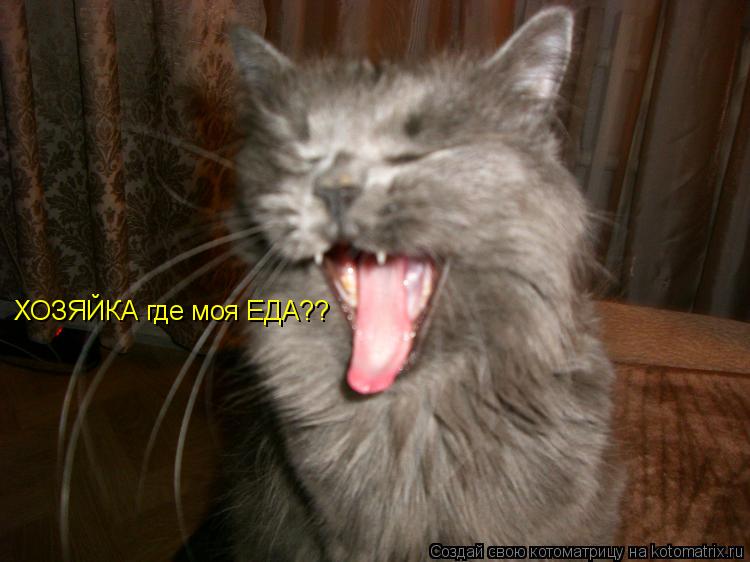 ХОЗЯЙКА где моя ЕДА??... Котоматрица: ХОЗЯЙКА где моя ЕДА??