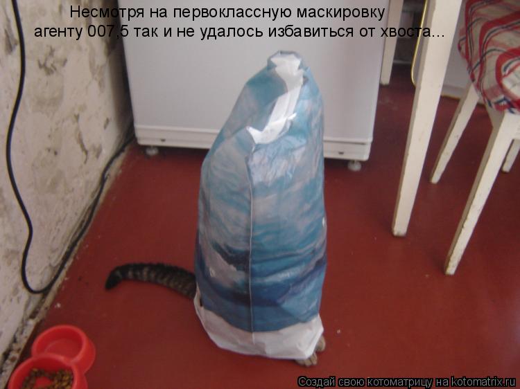 Несмотря на первоклассную маскировку агенту 007,5 так и не удалось избавиться от хвоста...... Котоматрица: Несмотря на первоклассную маскировку агенту 007,5 так и не удалось избавиться от хвоста...