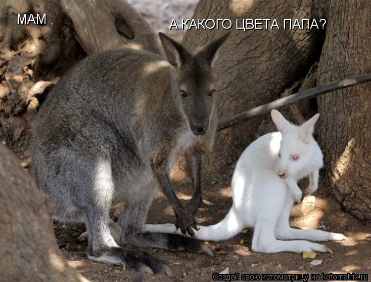МАМ , А КАКОГО ЦВЕТА ПАПА?... Котоматрица: МАМ , А КАКОГО ЦВЕТА ПАПА?