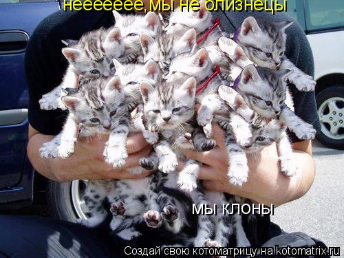 неееееее,мы не близнецы мы клоны... Котоматрица: неееееее,мы не близнецы мы клоны