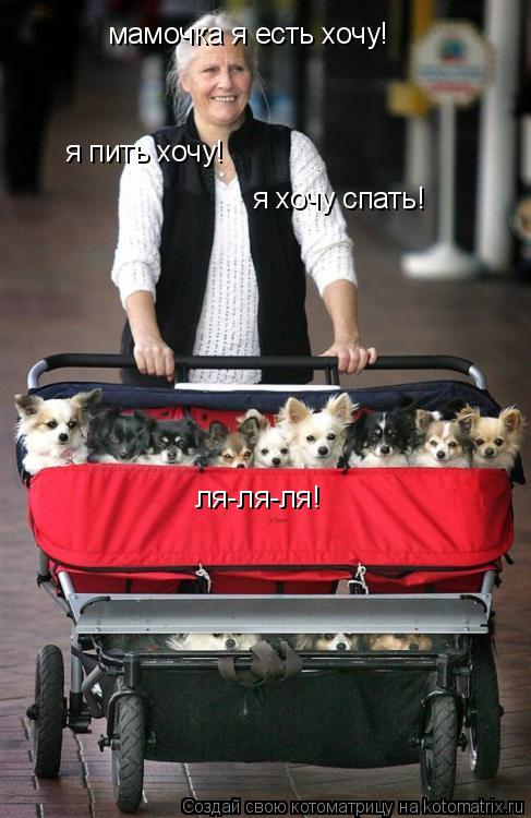 мамочка я есть хочу! я пить хочу! я хочу спать! ля-ля-ля!... Котоматрица: мамочка я есть хочу! я пить хочу! я хочу спать! ля-ля-ля!