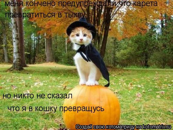 меня кончено предупреждали что карета превратиться в тыкву но никто не сказал что я в кошку превращу... Котоматрица: меня кончено предупреждали что карета превратиться в тыкву но никто не сказал что я в кошку превращусь