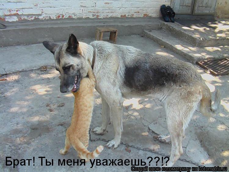 Брат! Ты меня уважаешь??!?... Котоматрица: Брат! Ты меня уважаешь??!?