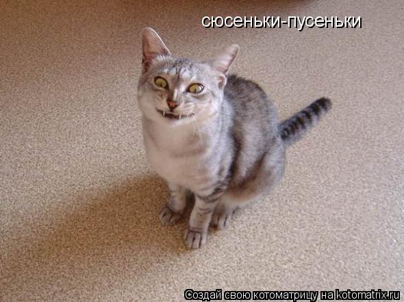 сюсеньки-пусеньки... Котоматрица: сюсеньки-пусеньки