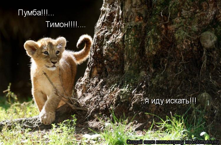 Пумба!!!... Тимон!!!!.... ..я иду искать!!!... Котоматрица: Пумба!!!... Тимон!!!!.... ..я иду искать!!!