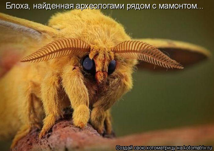 Блоха, найденная археологами рядом с мамонтом...... Котоматрица: Блоха, найденная археологами рядом с мамонтом...
